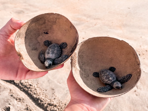 Travellers holding baby turtles in Mexico