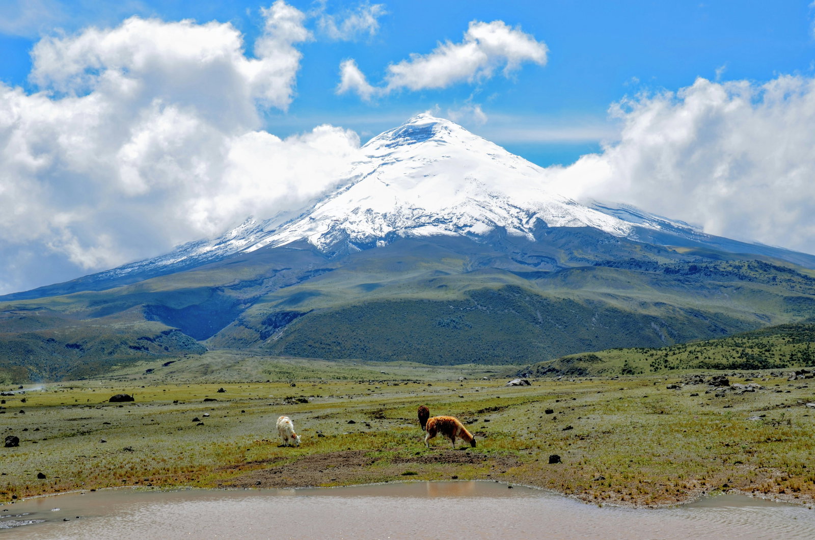 Alpacas in a field in front of mountain view in Cotopaxi