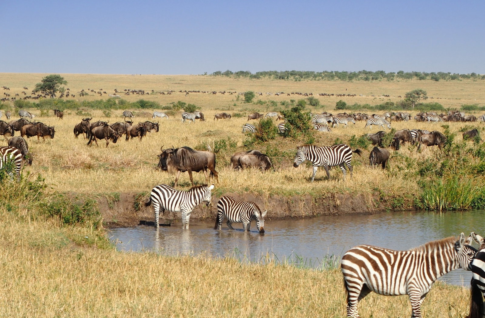 Zebra and Wildebeest in Masai Mara National Park, Kenya 