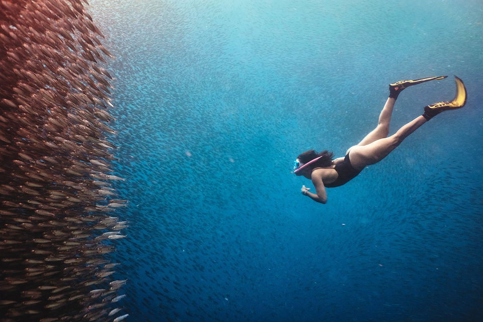 Sardine run in Moalboal