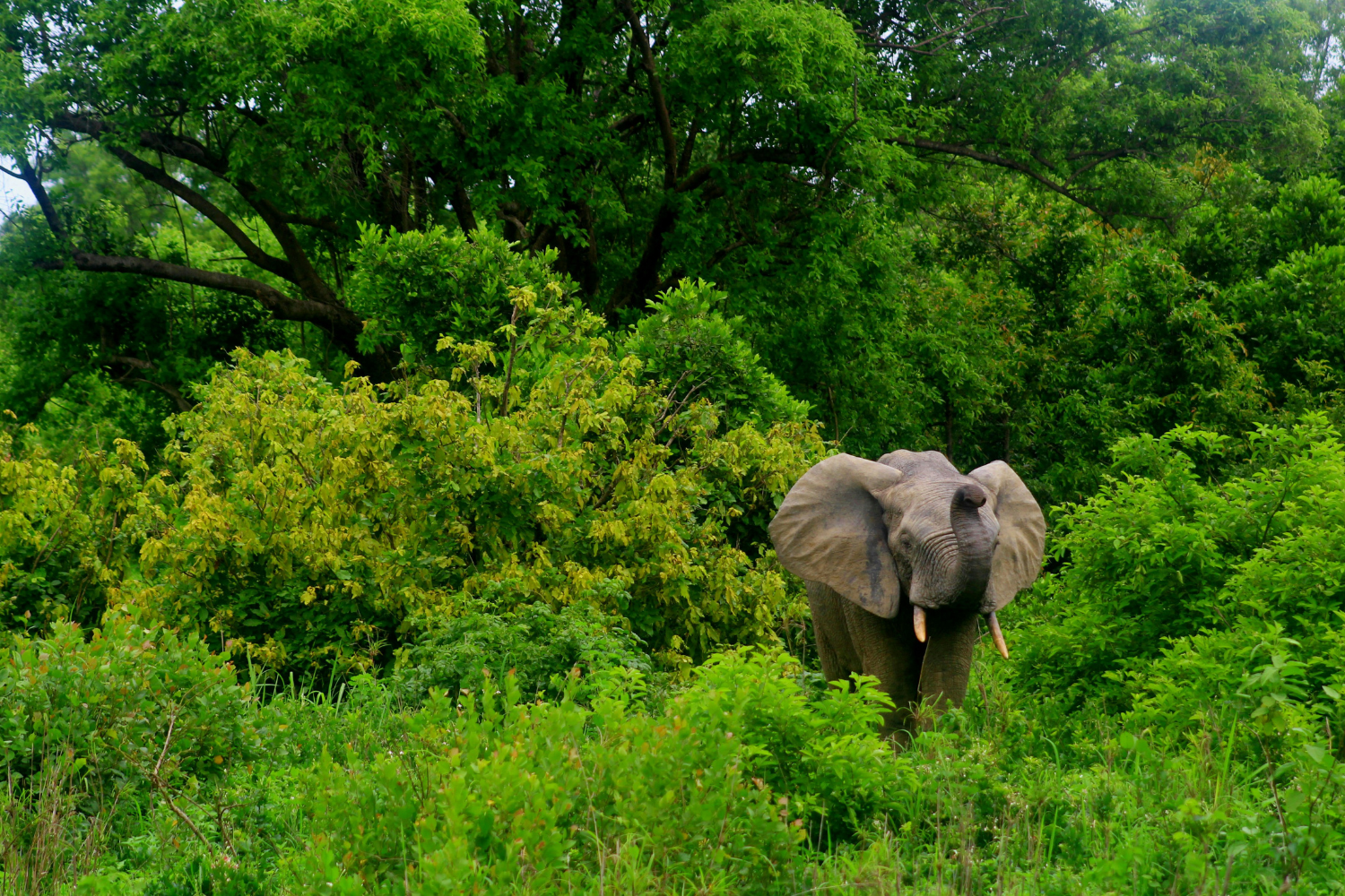 Elephant amongst green forest in Mole National Park