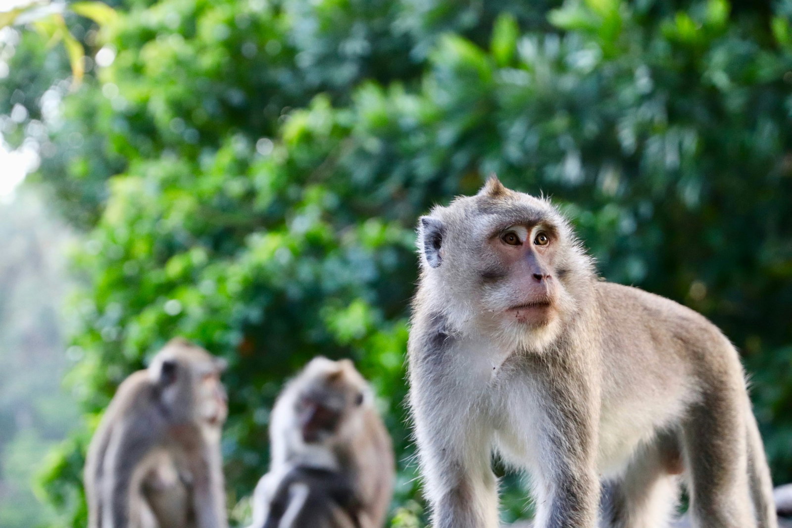 Macaque monkey looking to the right with two monkeys facing each other in the background in front of green bush
