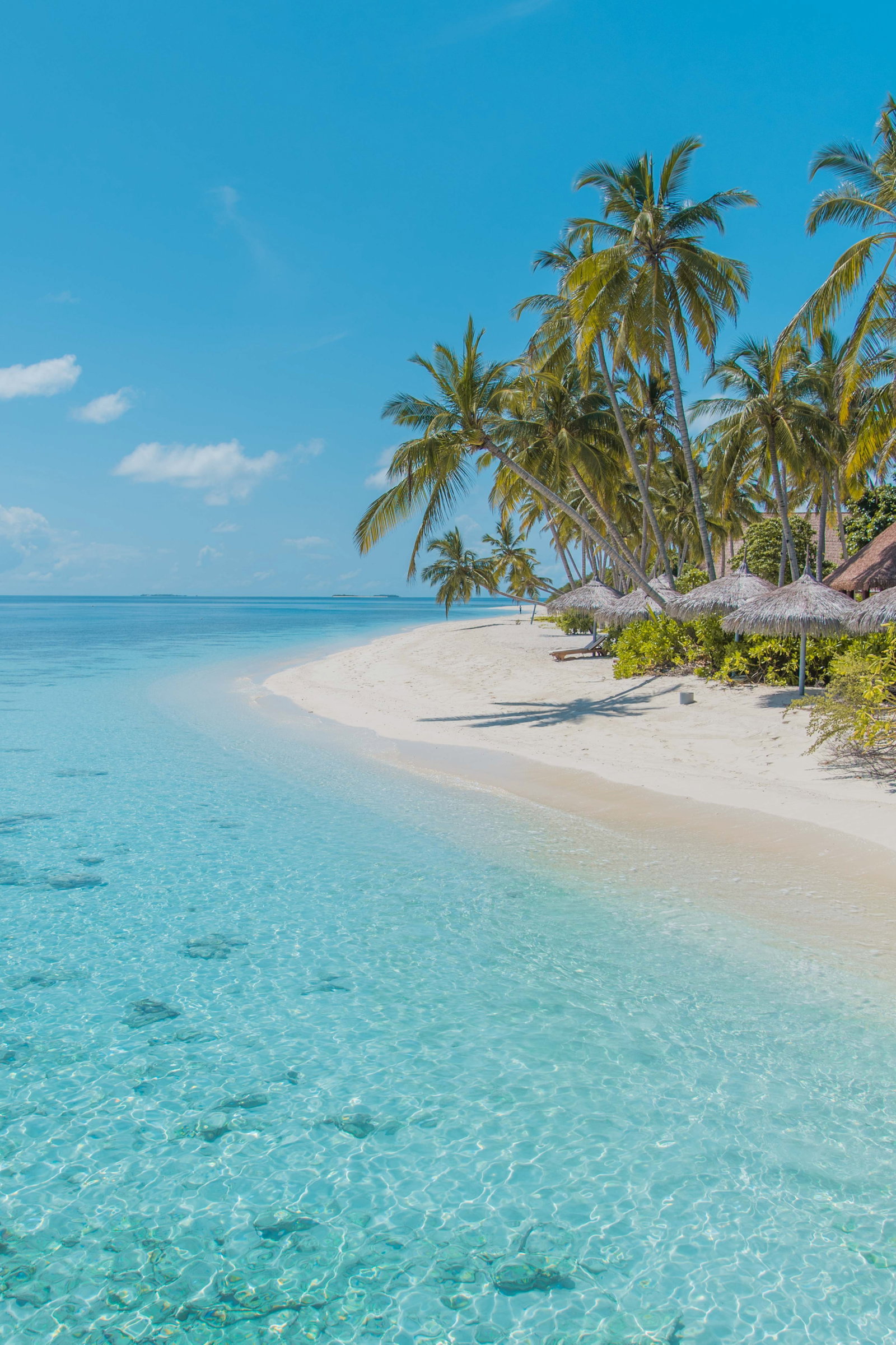 Palm trees on a quiet beach
