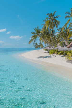 Palm trees on a quiet beach