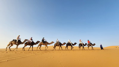 Group travellers on camels in Morocco Sahara Desert