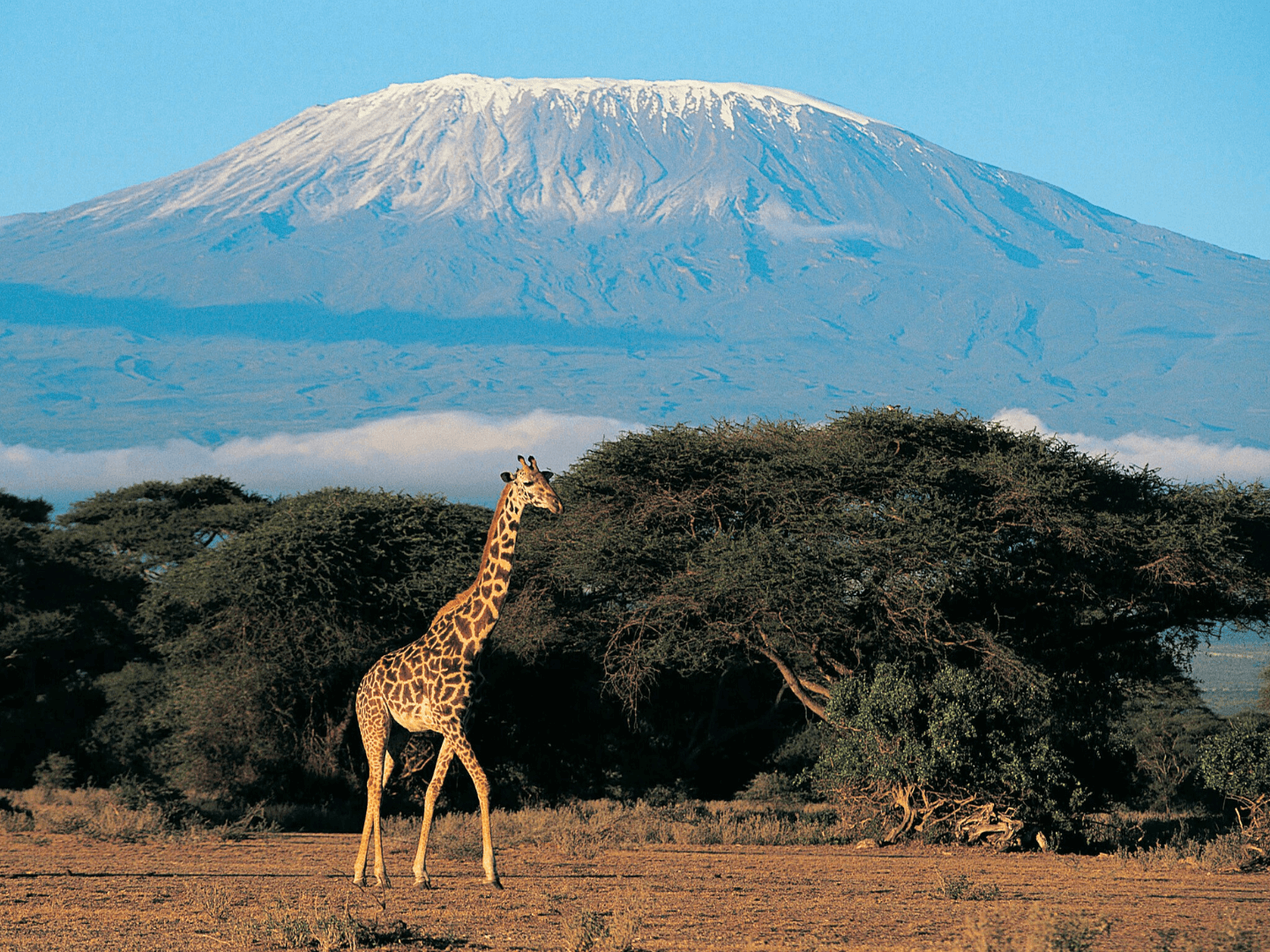 Giraffe with Mount Kilimanjaro in Tanzania