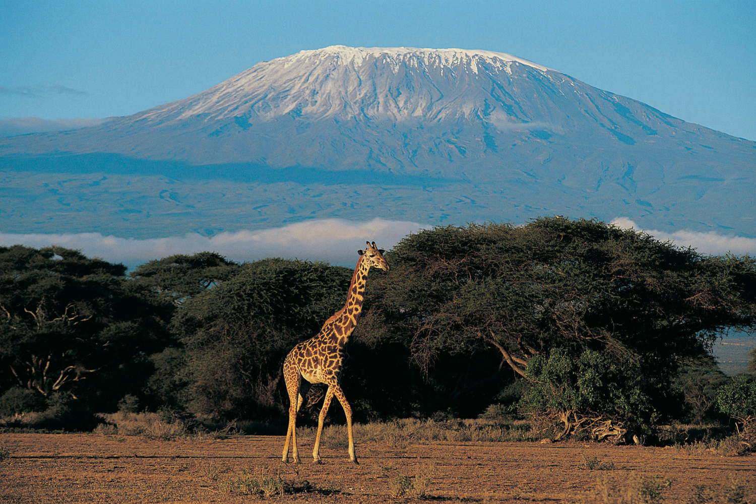 Giraffe walking in front of view of Mount Kilimanjaro in Tanzania