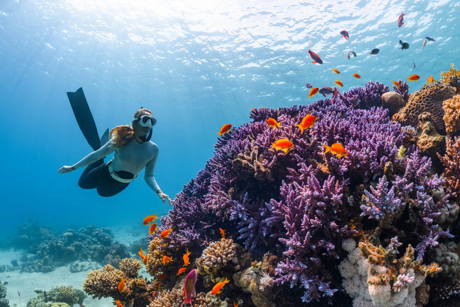 Woman snorkelling around coral reef looking at the orange fish