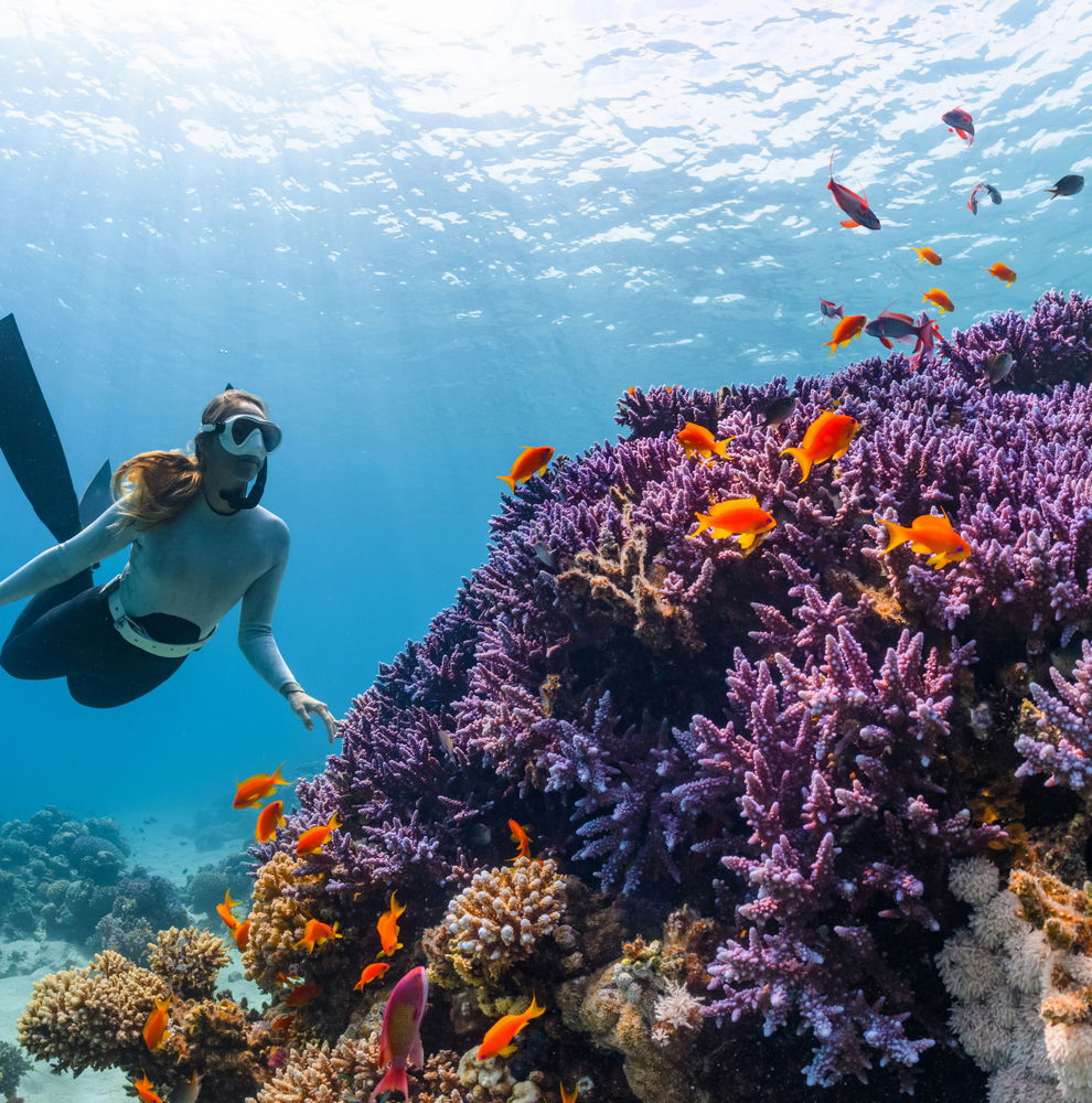 Woman snorkelling around coral reef looking at the orange fish