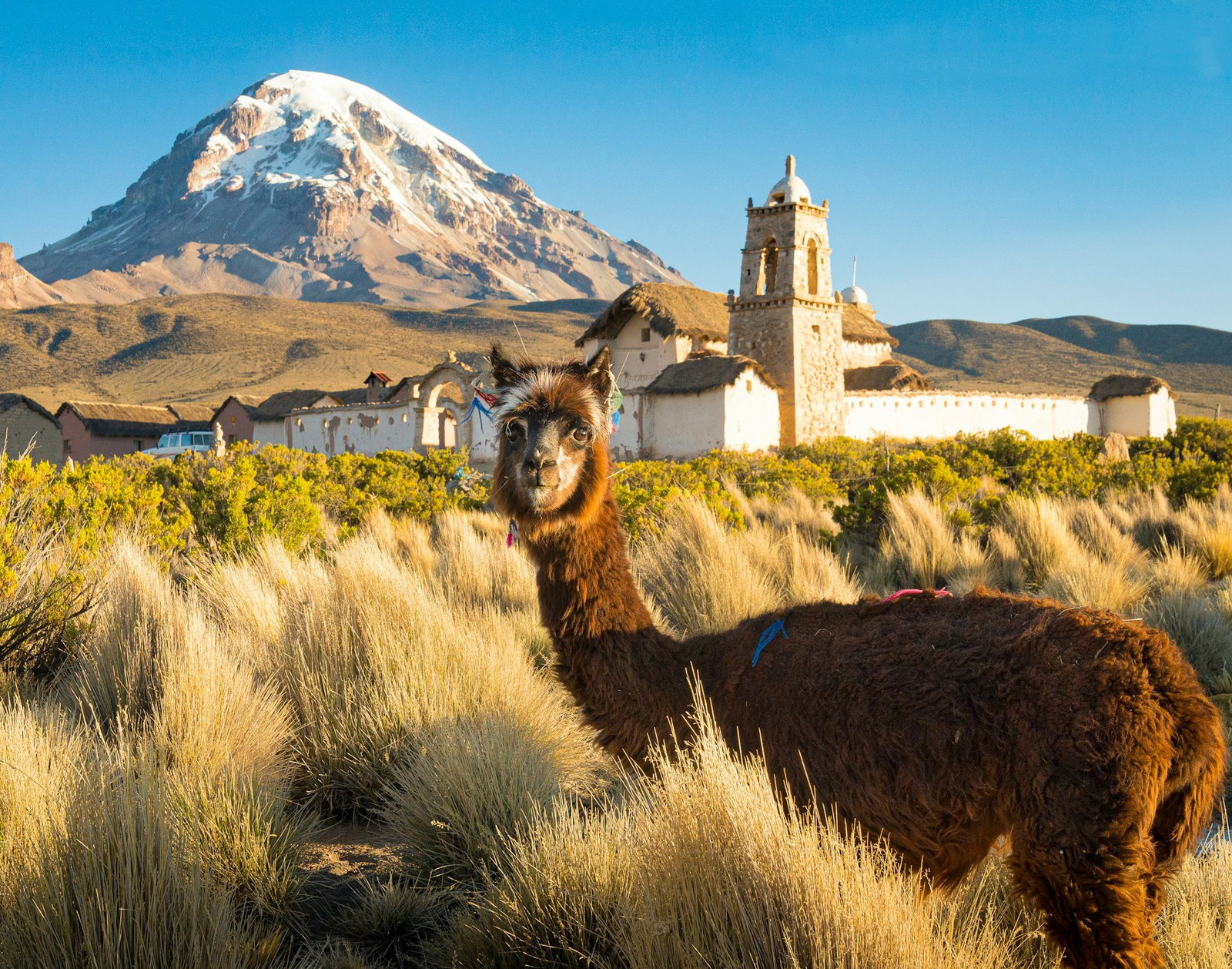 Nevado Sajama Volcano in Bolivia with Alcpaca and building