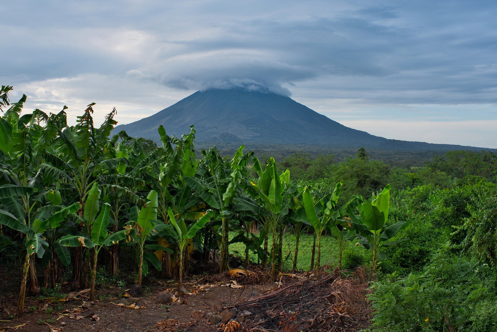 A plantation with a steaming volcano in the background