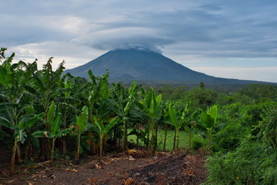 A plantation with a steaming volcano in the background