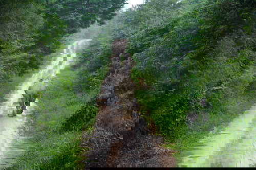 A lone elephant walks down a road in the middle of dense green jungle