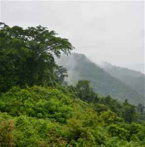 Dense jungle in Thailand with clouds