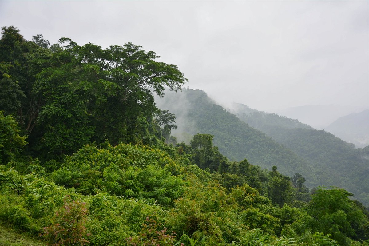 Dense jungle in Thailand with clouds