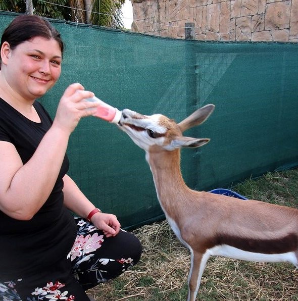 Wildlife Sanctuary Volunteer in South Africa. Volunteer feeding animal