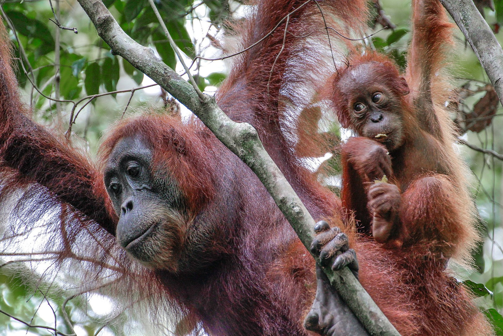 Mama Orangutan and baby orangutan in the treetops