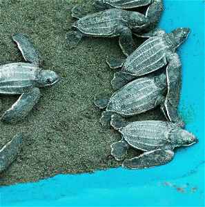 Sea turtles in Costa Rica 