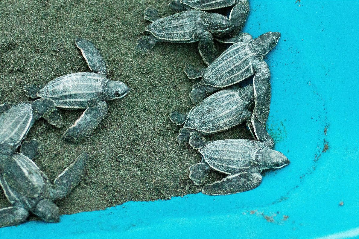 Sea turtles in Costa Rica 