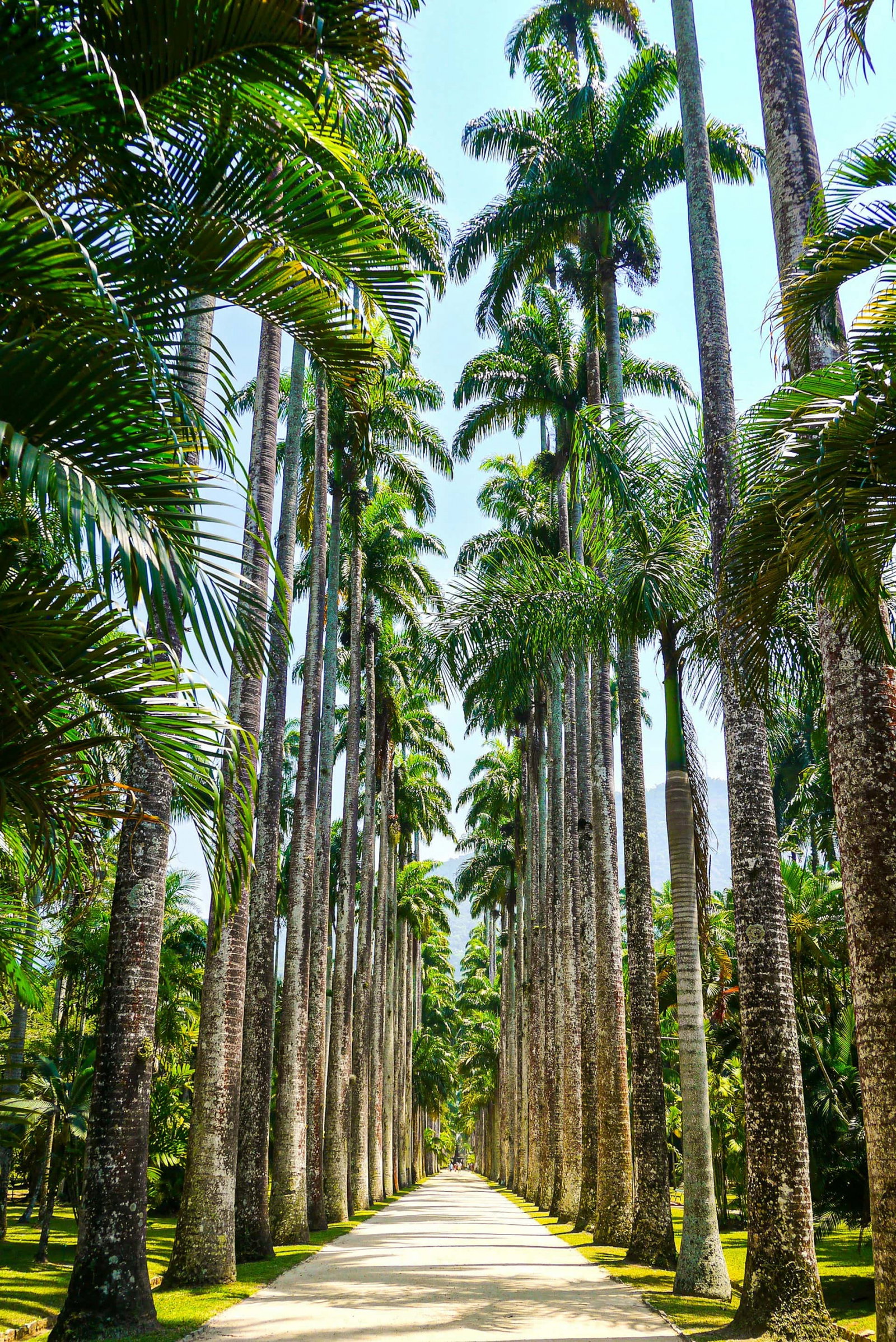 Park boulevard surrounded by lined palm trees and bright blue sky