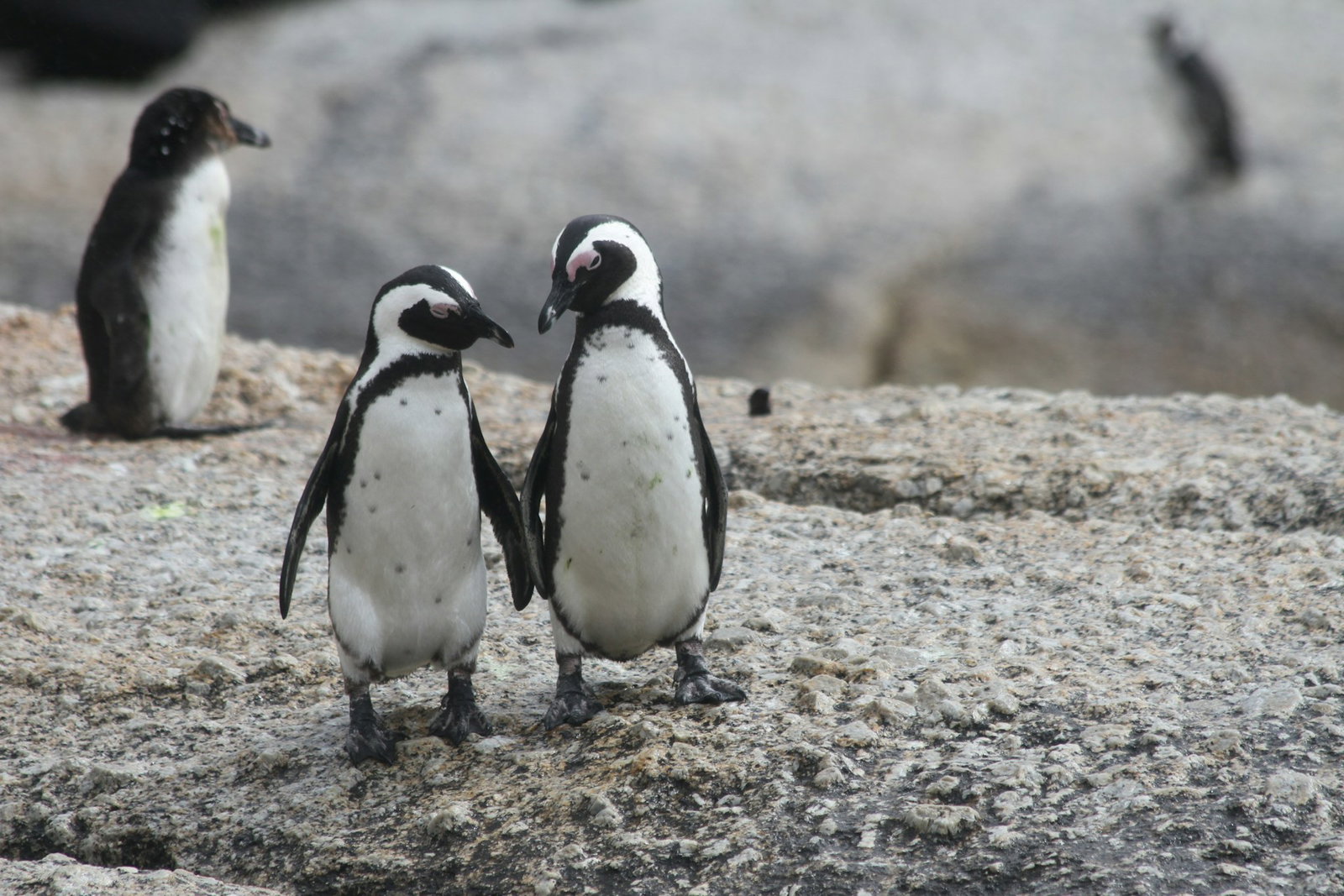 Two penguin's holding hands and forming heart shape on rock with penguin shadows in the distance, Boulders Beach South Africa