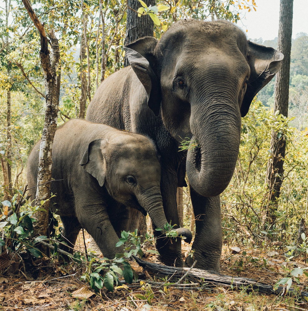 Elephant and baby elephant in Thailand