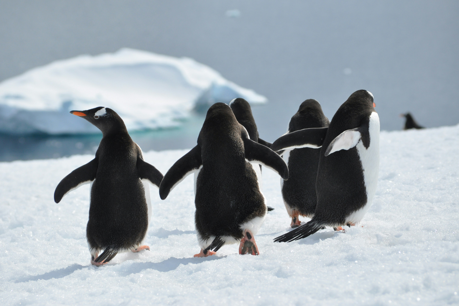 Penguins waddling along ice bergs in Antarctica 
