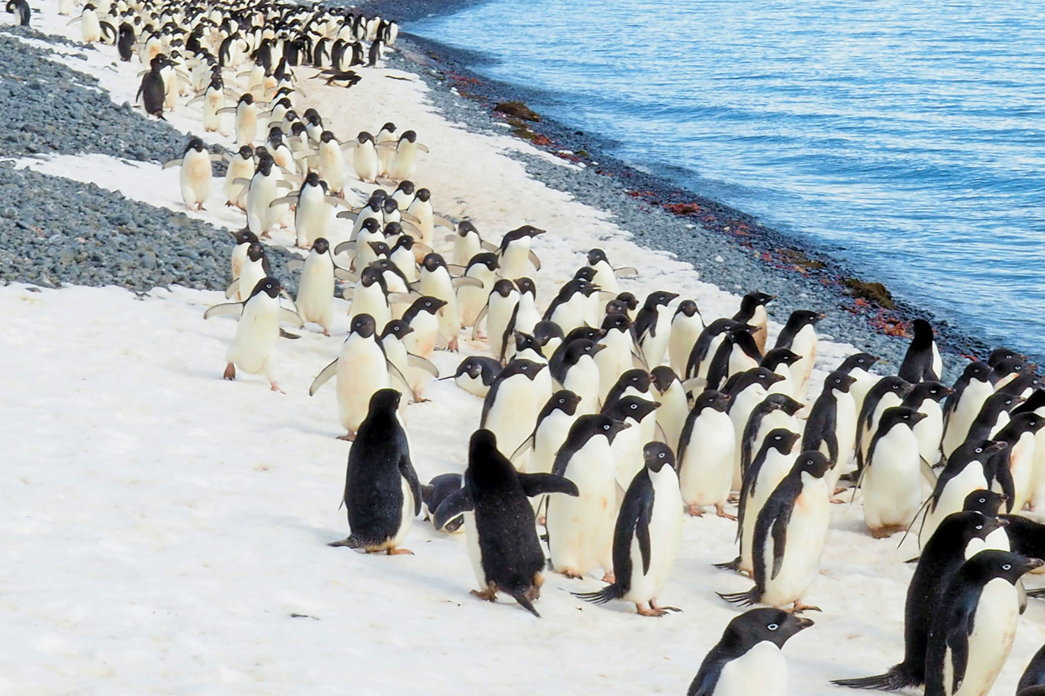 Penguin colonies on the icy beaches on Antarctica