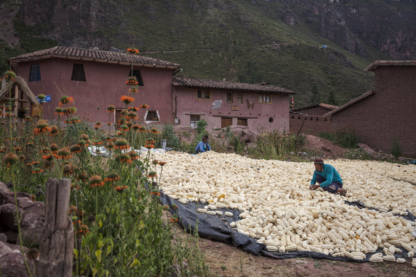 Two people laying out corn on a large tarp