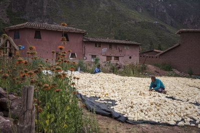 Two people laying out corn on a large tarp