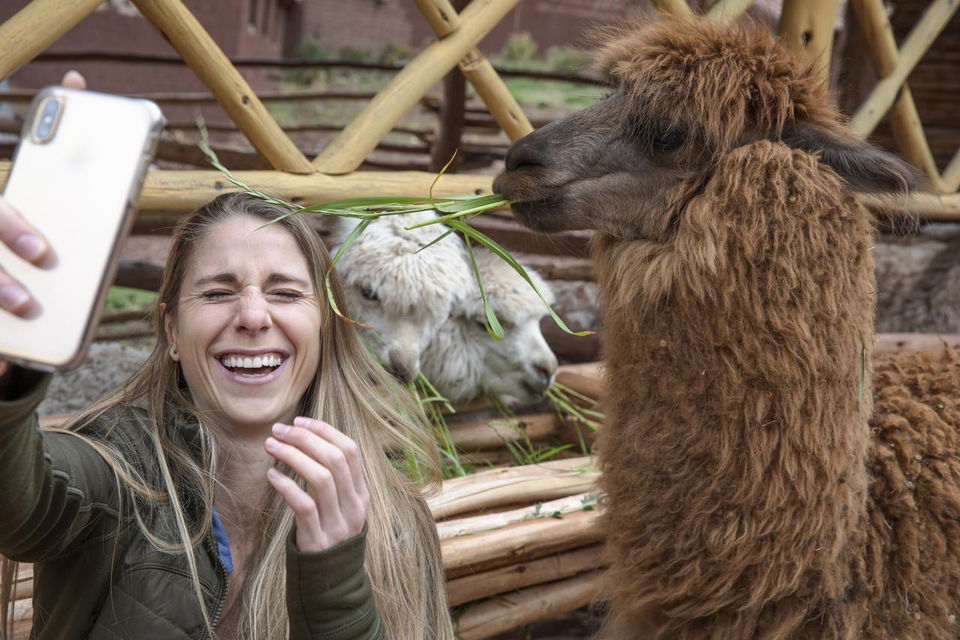 Traveller taking selfie with llama in Peru