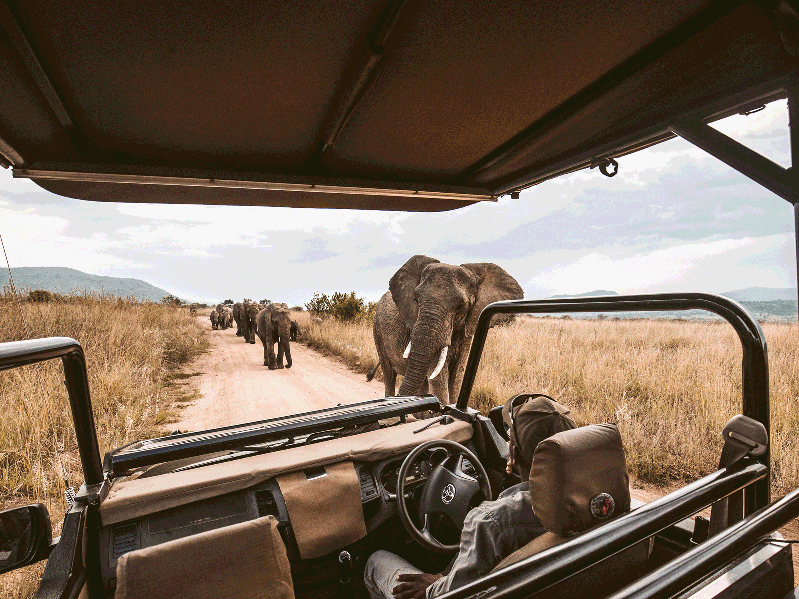 Safari drive with view of African elephants on the track