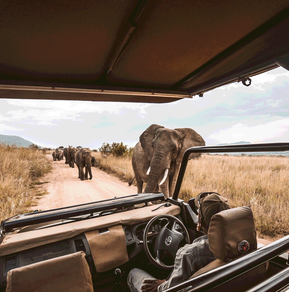 Safari drive with view of African elephants on the track