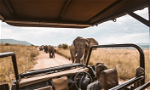 Safari drive with view of African elephants on the track