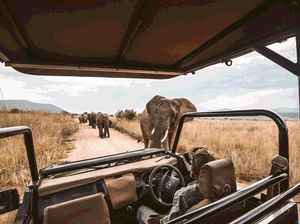 Safari drive with view of African elephants on the track