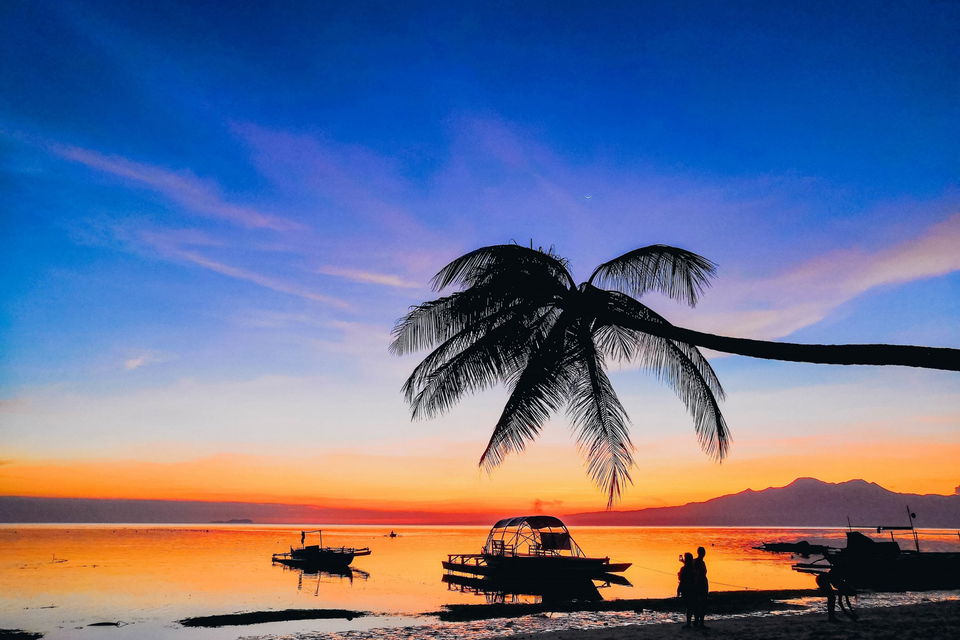 palm tree and sunset on beach