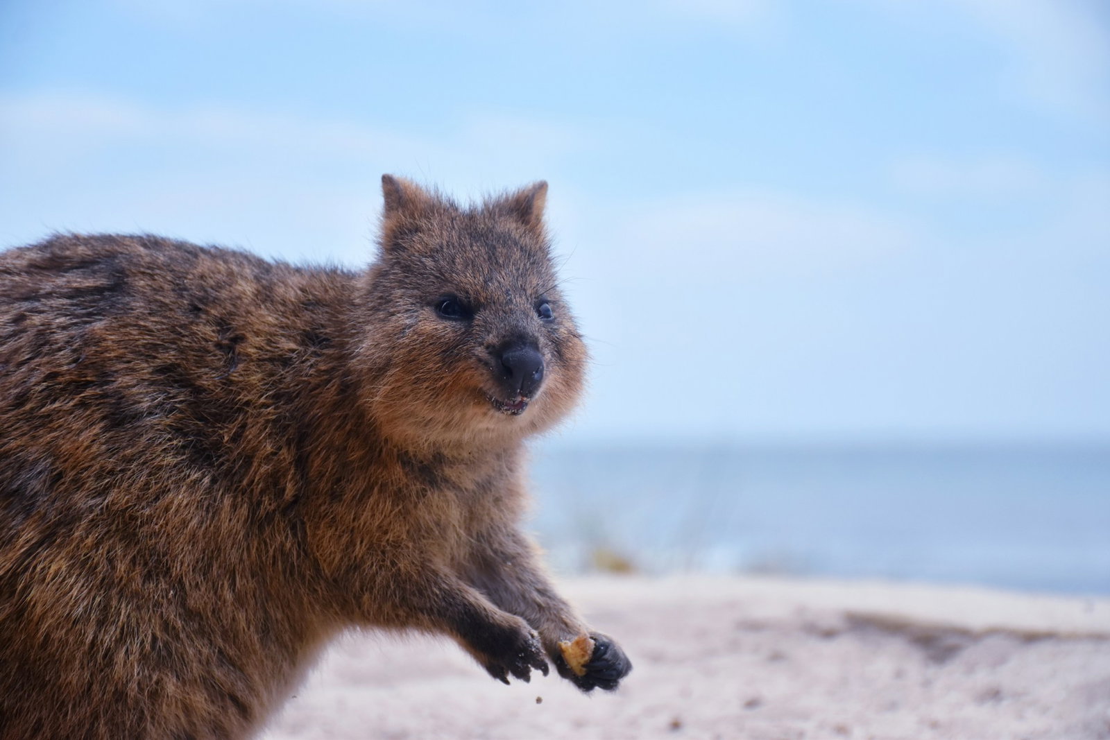 Fluffy quokka holding a little snack on the beach on a clear day