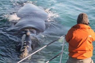A traveller on a boat watching a whale as it breaches the surface of the water