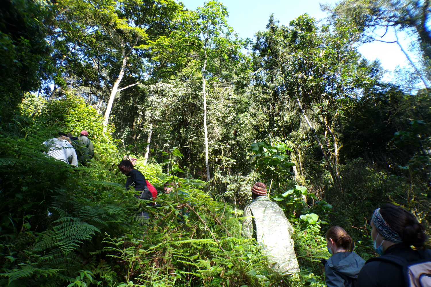 Travellers trekking into the Ugandan jungle to see rare gorillas