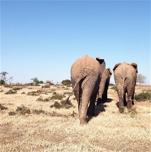 Three elephants walking over dry grass