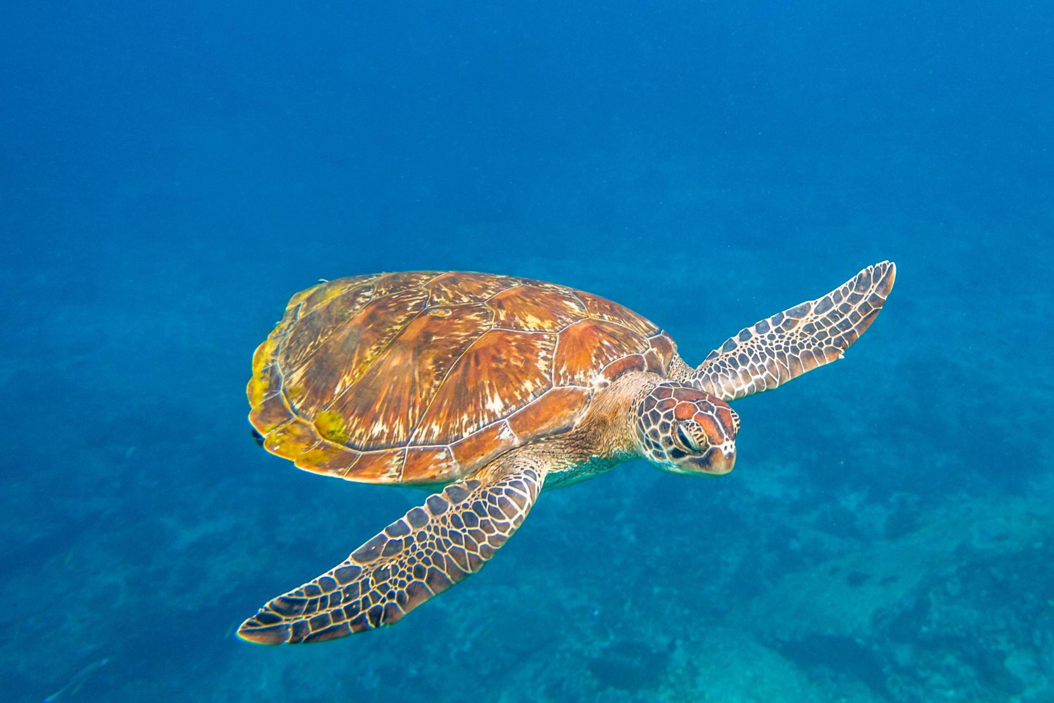 Sea turtle swimming in the blue ocean