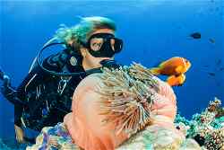 Scuba diver underwater with fish, inspecting a pink anenome