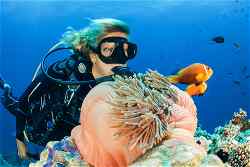 Scuba diver underwater with fish, inspecting a pink anenome