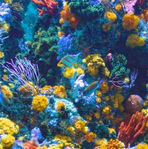 A brightly coloured coral reef with fish