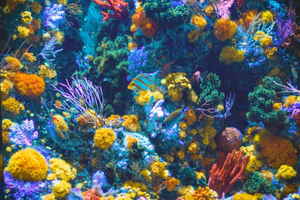 A brightly coloured coral reef with fish
