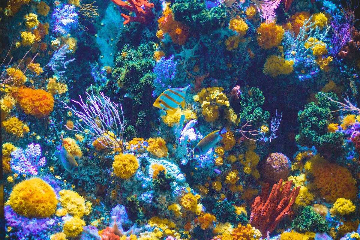 A brightly coloured coral reef with fish