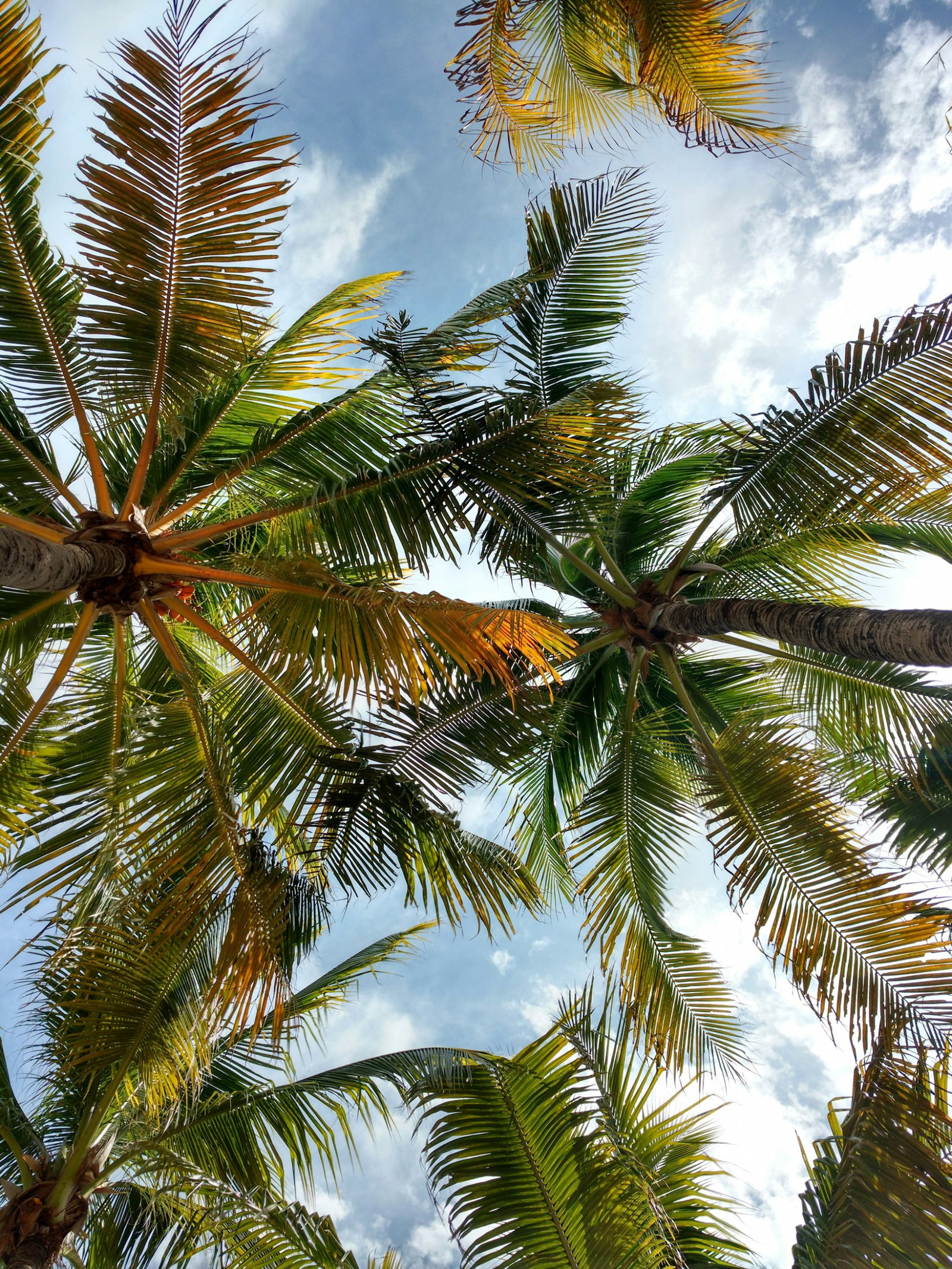 Shot of emerald palm trees stretching out across a cloudy blue sky