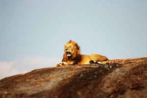 Lion on rock in Africa