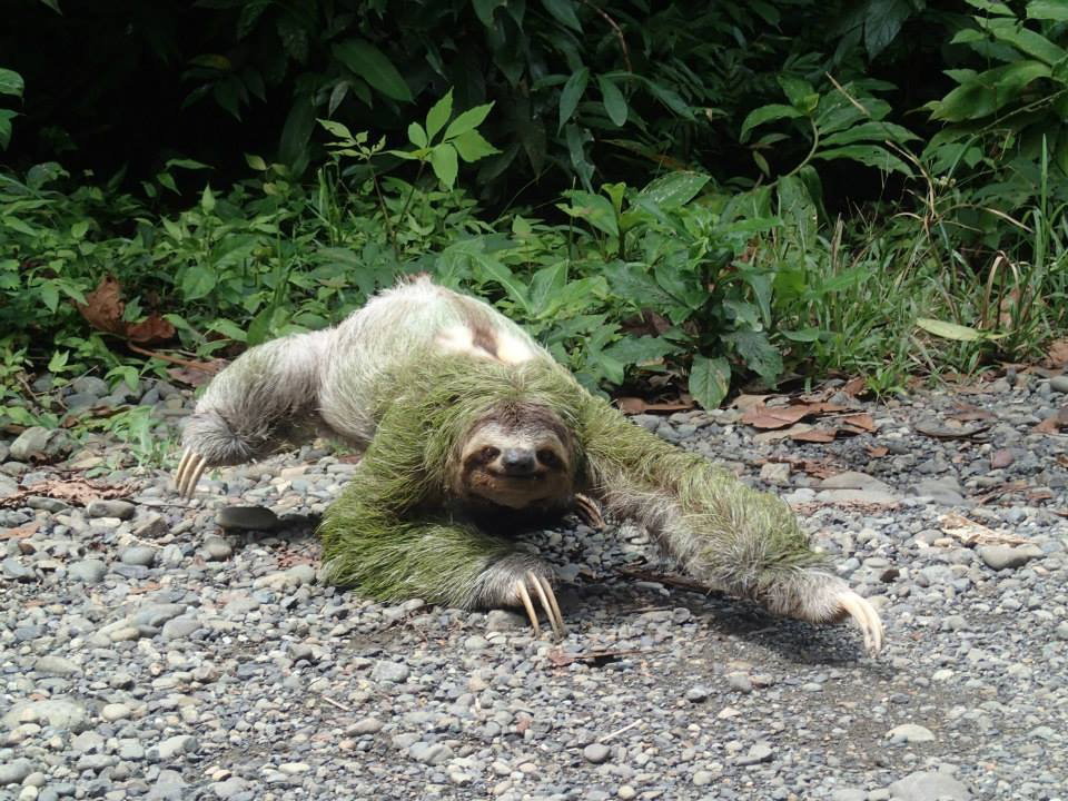 A sloth walking along the floor of The Amazon