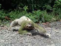 A sloth walking along the floor of The Amazon